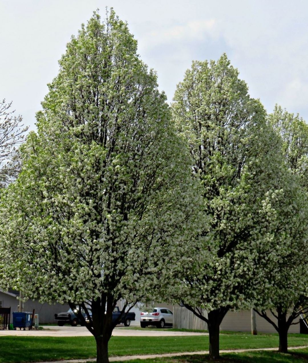 Trees in Spring time 3