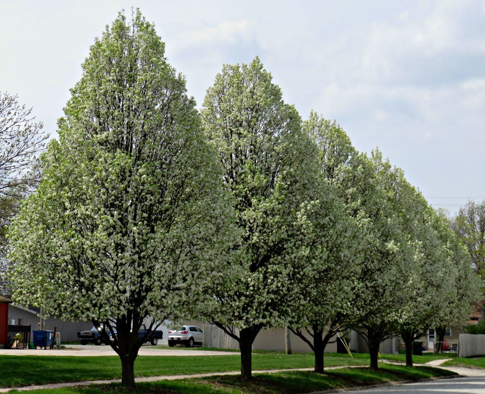 Trees in Spring time 3